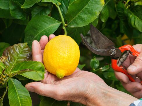 Klebstoffe und Alginaten