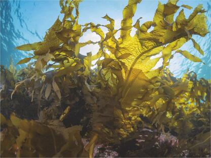 Alginat – ein Rohstoff mit Zukunft