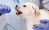 Tiermedizin