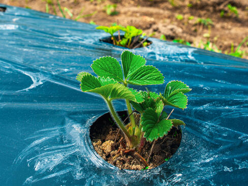 Bioplastikverbundstoffe – Wo sollen sie verwendet werden?