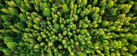 MCG -Mikrokristallines Cellulose-Gel