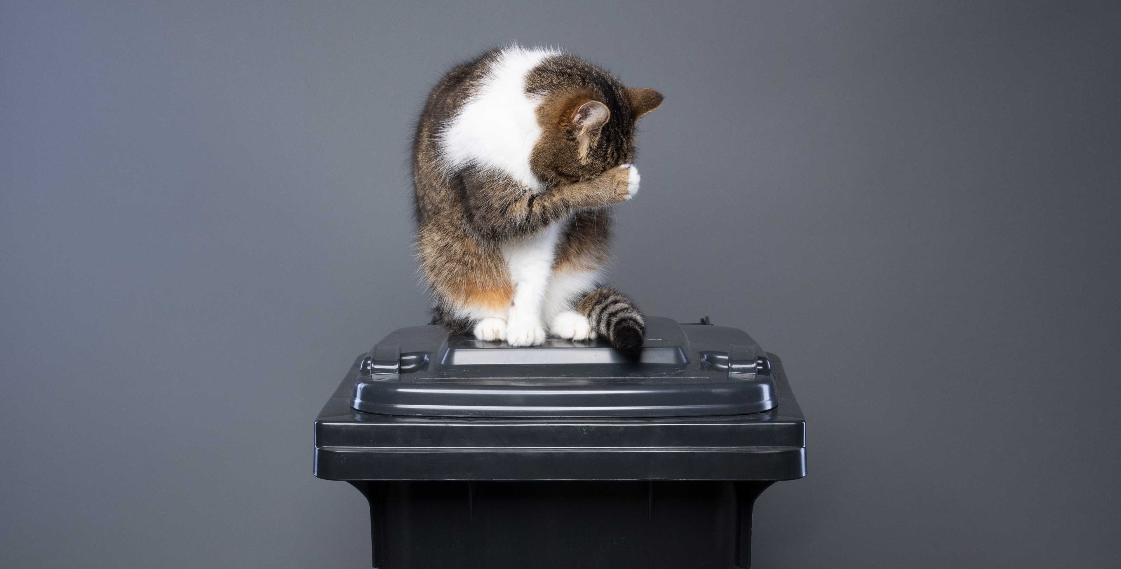Müllaufkommen durch Katzenstreu drastisch reduzieren - Mehrheit der Deutschen laut Umfrage für Wechsel zu pflanzlicher Katzenstreu