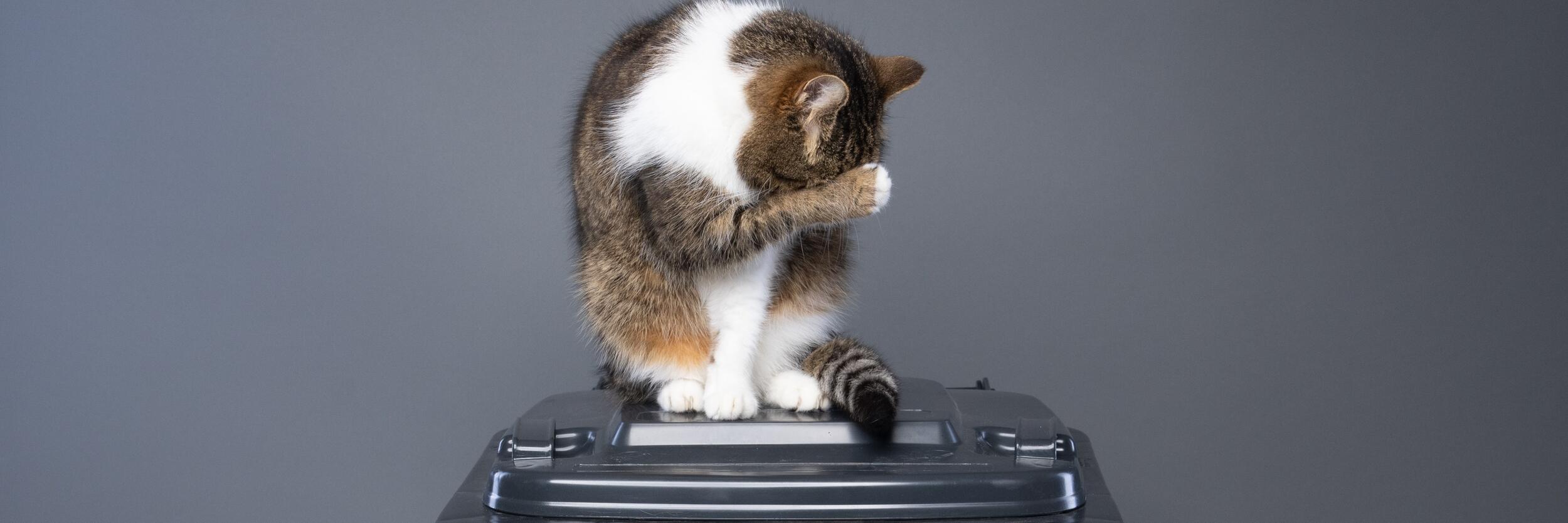 Müllaufkommen durch Katzenstreu drastisch reduzieren - Mehrheit der Deutschen laut Umfrage für Wechsel zu pflanzlicher Katzenstreu