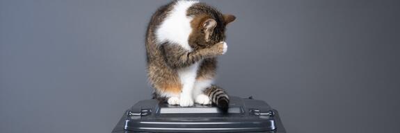 Müllaufkommen durch Katzenstreu drastisch reduzieren - Mehrheit der Deutschen laut Umfrage für Wechsel zu pflanzlicher Katzenstreu