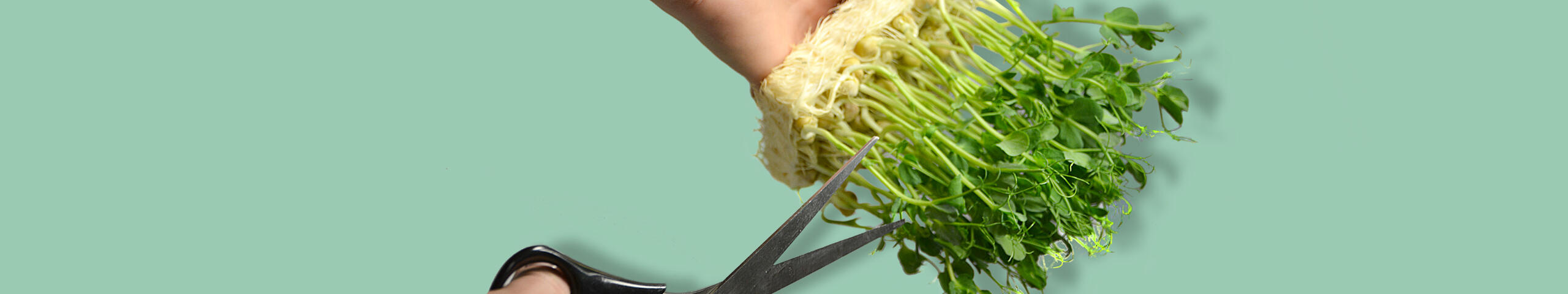 Cellulosesubstrat für Microgreens