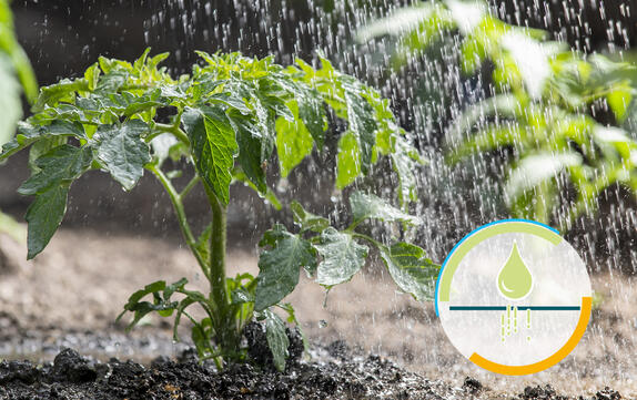 Organisches Netzmittel für torfhaltige Substrate