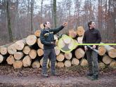 Hölzer aus nachhaltiger Forstwirtschaft