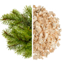 Spruce