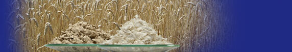 Wheat Pulp, Weizenstroh-Zellulose,Weizenstroh-Zellstoff, Weizenstroh-Cellulose