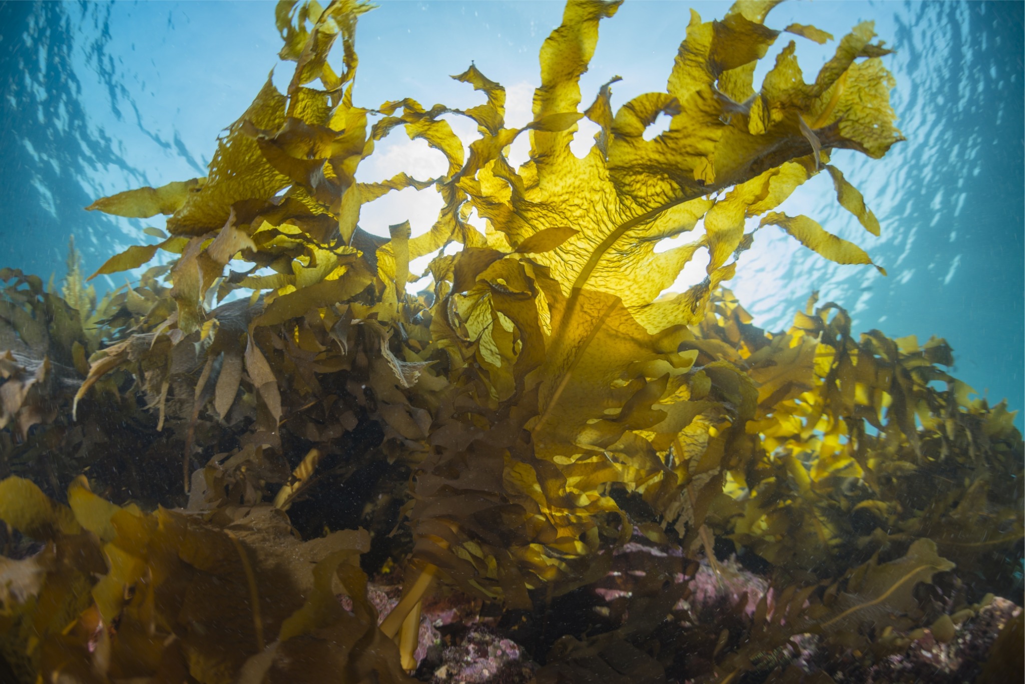 JRS Group Strengthens its Seaweed Ingredient Business by the  Acquisition of Algaia SA 